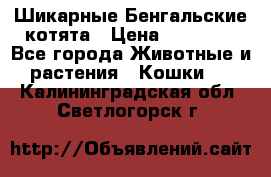 Шикарные Бенгальские котята › Цена ­ 25 000 - Все города Животные и растения » Кошки   . Калининградская обл.,Светлогорск г.